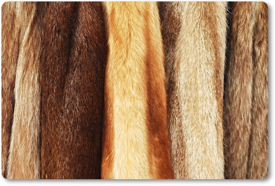 毛皮買取・津市で毛皮を高く買い取ってもらうならココ!高額査定